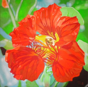 Kapuzinerkresse orange 