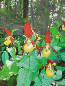 Frauenschuhe im Wald